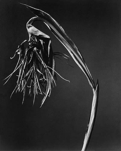 Bird of Paradise
