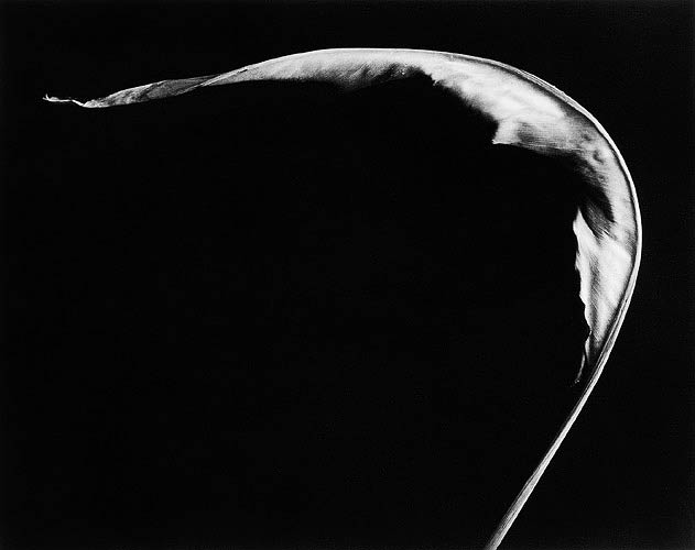 Leaf #1