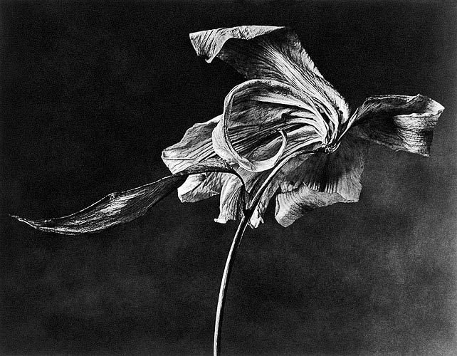 Lily