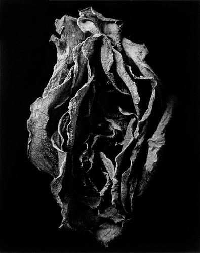 Rosa Mundi