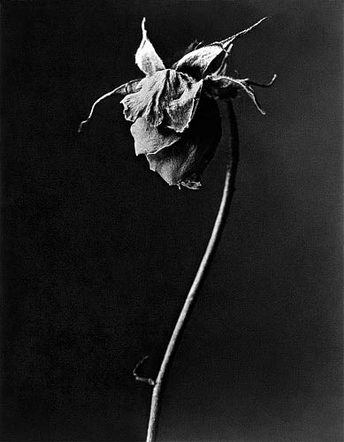 Rose #1