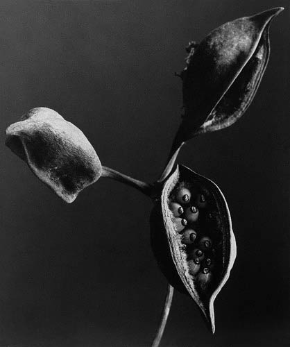 Seed Pods