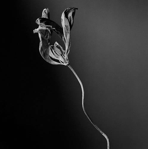 Tulip