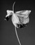 Anthurium 2