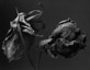 Two Roses